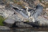 czapla siwa, Ardea cinerea