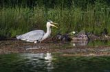 czapla siwa, Ardea cinerea