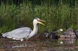 czapla siwa, Ardea cinerea