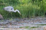 czapla siwa, Ardea cinerea