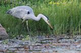 czapla siwa, Ardea cinerea