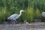 czapla siwa, Ardea cinerea