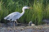 czapla siwa, Ardea cinerea