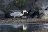 czapla siwa, Ardea cinerea