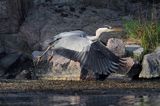 czapla siwa, Ardea cinerea