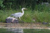 czapla siwa, Ardea cinerea