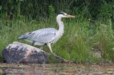 czapla siwa, Ardea cinerea