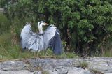 czapla siwa, Ardea cinerea