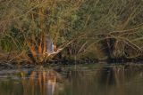 Czapla siwa, Ardea cinerea
