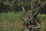 Czapla siwa, Ardea cinerea i kormoran, Phalacrocorax carbo