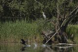 Czapla siwa, Ardea cinerea i kormoran, Phalacrocorax carbo