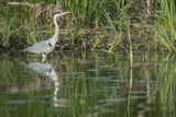 Czapla siwa, Ardea cinerea