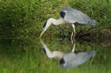 czapla siwa Ardea cinerea