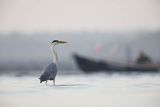 Czapla siwa, Ardea cinerea