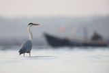 Czapla siwa, Ardea cinerea