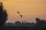 Czapla siwa, Ardea cinerea