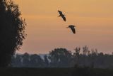 Czapla siwa, Ardea cinerea