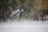 Czapla siwa, Ardea cinerea, w deszczu