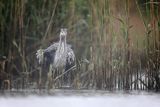 Czapla siwa, Ardea cinerea, w deszczu