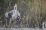 Czapla siwa, Ardea cinerea, w deszczu