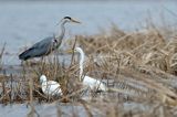 czapla siwa Ardea cinerea i czapla biała, Casmerodius albus, Ardea alba, Egretta alba