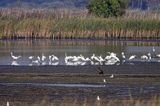 czaple białe, Casmerodius albus, Ardea alba, Egretta alba