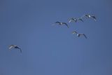 Czapla biała, Casmerodius albus, Ardea alba, Egretta alba