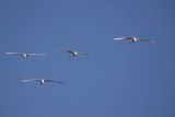 Czapla biała, Casmerodius albus, Ardea alba, Egretta alba