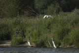 Czapla biała, Casmerodius albus, Ardea alba, Egretta alba