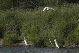 Czapla biała, Casmerodius albus, Ardea alba, Egretta alba