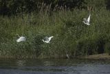 Czapla biała, Casmerodius albus, Ardea alba, Egretta alba