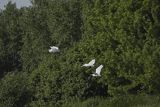 Czapla biała, Casmerodius albus, Ardea alba, Egretta alba