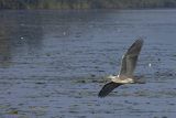 Czapla siwa, Ardea cinerea