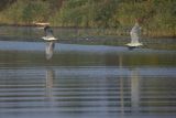 Czapla siwa, Ardea cinerea