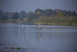 Czapla siwa, Ardea cinerea