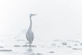 Czapla siwa, Ardea cinerea