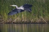 Czapla siwa, Ardea cinerea