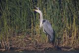 Czapla siwa, Ardea cinerea