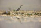 Czapla siwa, Ardea cinerea