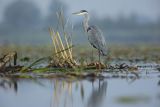 Czapla siwa, Ardea cinerea