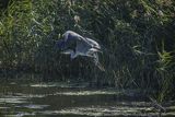 Czapla siwa, Ardea cinerea