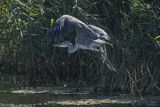 Czapla siwa, Ardea cinerea