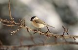 Sikorka czarnogłowa, PARUS MONTANUS, czarnogłówka