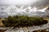 Czarny Staw pod Rysami, Tatry, kosodrzewina