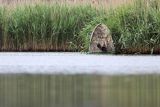 Czatownia pływadełko, fotografia przyrodnicza