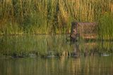 Czatownia na pontonie, fotografia przyrodnicza