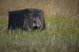 Czatownia na pontonie, fotografia przyrodnicza