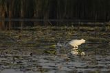 Czapla biała, Casmerodius albus, Ardea alba, Egretta alba