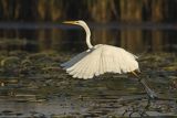 Czapla biała, Casmerodius albus, Ardea alba, Egretta alba