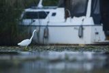 Czapla biała, Casmerodius albus, Ardea alba, Egretta alba